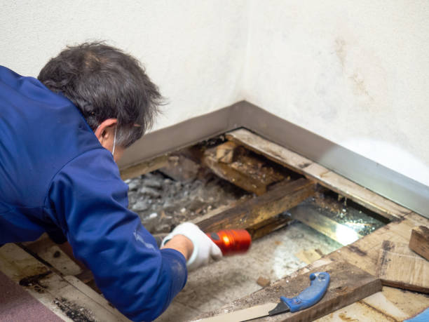 Best Toxic Mold Removal  in Lepanto, AR