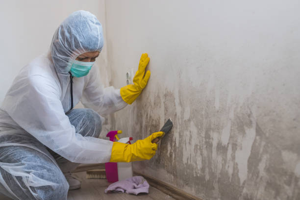 Professional Mold Removal in Lepanto, AR