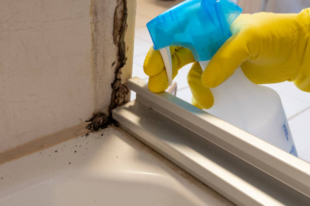 Home Mold Removal in Lepanto, AR