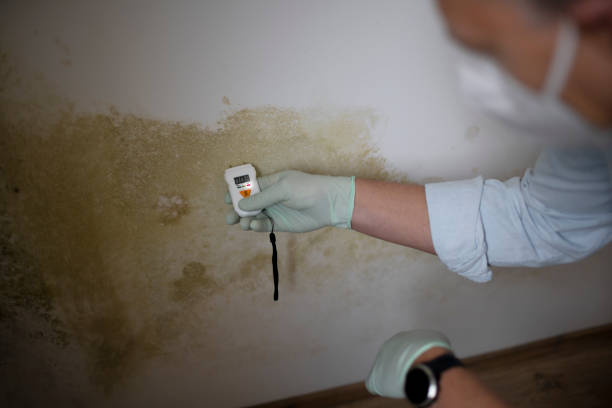 Crawl Space Mold Removal in Lepanto, AR